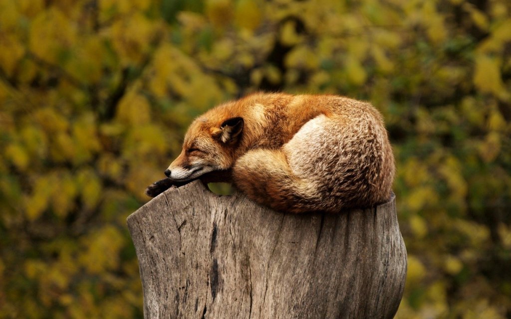 sleeping-fox