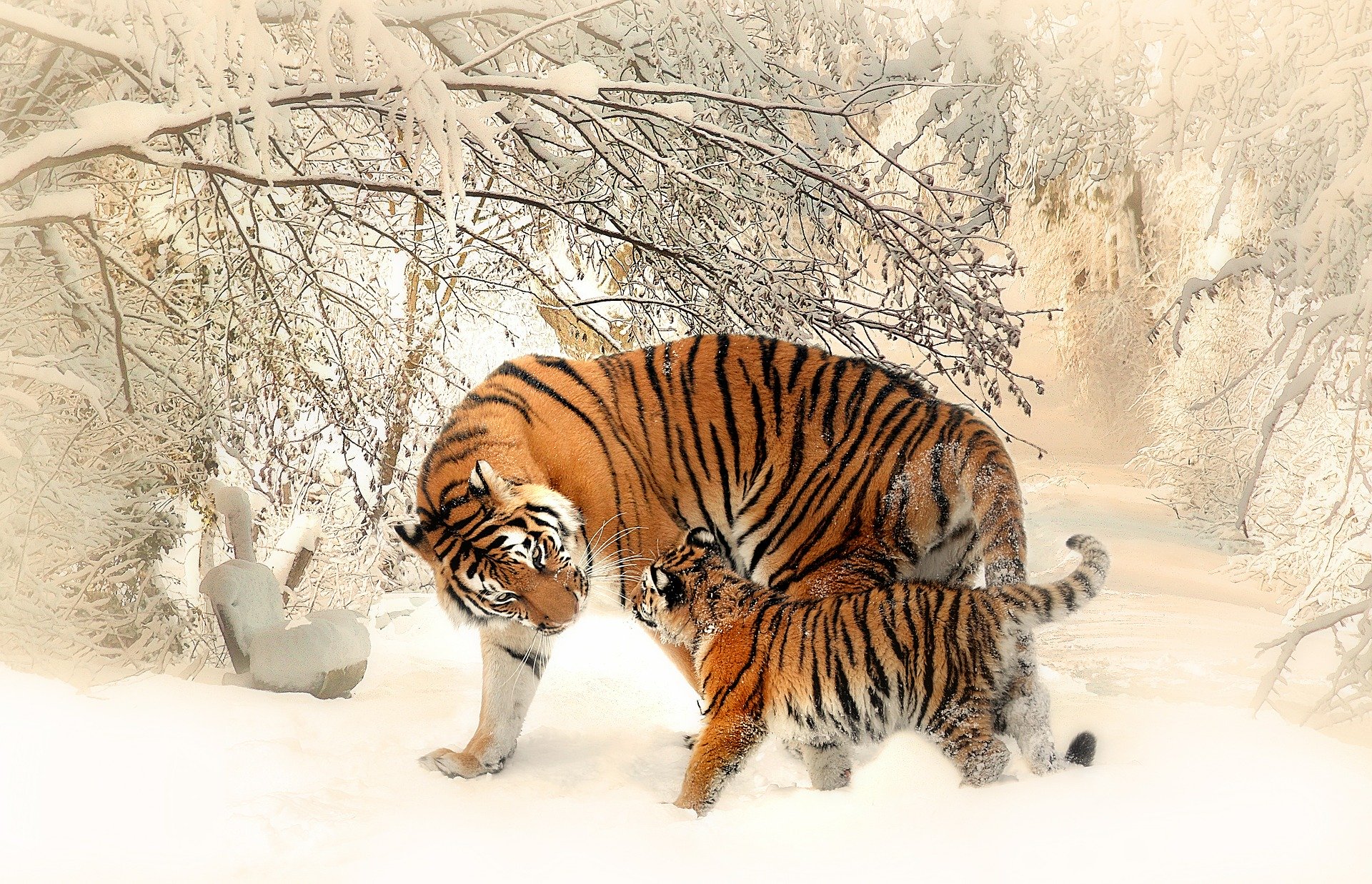 tiger-and-cub